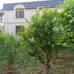Kirayə (aylıq) 4 otaqlı Həyət evi/villa, Buzovna, Xəzər rayonu 15