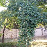 Satılır 3 otaqlı Həyət evi/villa İsmayıllı 15