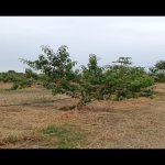 Satılır Torpaq Xaçmaz 23