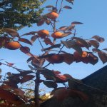 Satılır 3 otaqlı Həyət evi/villa, Yasamal rayonu 10