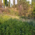 Satılır Torpaq Şamaxı 9