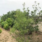 Продажа 6 комнат Дача, Шювалан, Хязяр район 35