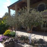 Kirayə (aylıq) 5 otaqlı Bağ evi, Bilgəh qəs., Sabunçu rayonu 1
