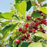 Kirayə (günlük) 4 otaqlı Həyət evi/villa Quba 15