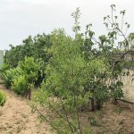 Satılır 6 otaqlı Bağ evi, Şüvəlan, Xəzər rayonu 35
