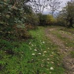 Satılır Torpaq Quba 2
