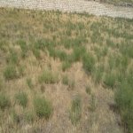 Satılır Torpaq, Novxanı, Abşeron rayonu 8