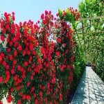 Kirayə (aylıq) 6 otaqlı Bağ evi, Nardaran qəs., Sabunçu rayonu 13
