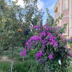 Kirayə (günlük) 8 otaqlı Bağ evi, Mərdəkan, Xəzər rayonu 29