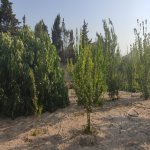Satılır Torpaq, Novxanı, Abşeron rayonu 1