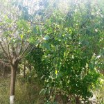 Satılır 4 otaqlı Həyət evi/villa, Mərdəkan, Xəzər rayonu 11