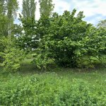 Satılır Torpaq Gəncə 7