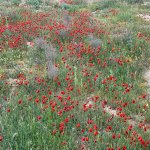 Satılır Torpaq, Buzovna, Xəzər rayonu 5