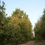 Продажа Участок Огуз 4