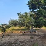 Satılır Torpaq, Novxanı, Abşeron rayonu 11