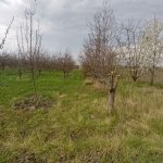 Satılır Torpaq Quba 17