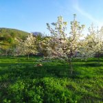 Kirayə (günlük) 4 otaqlı Bağ evi Quba 20
