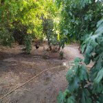 Satılır 4 otaqlı Bağ evi, Saray, Abşeron rayonu 8