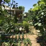 Kirayə (aylıq) 5 otaqlı Bağ evi, Novxanı, Abşeron rayonu 5