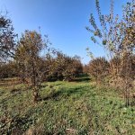 Satılır Torpaq Qəbələ 2