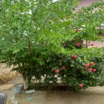 Kirayə (aylıq) 4 otaqlı Həyət evi/villa, Masazır, Abşeron rayonu 12