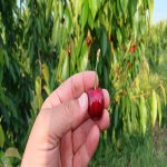 Продажа Участок Губа 6