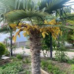 Satılır 6 otaqlı Həyət evi/villa, Xətai metrosu, H.Aslanov qəs., Xətai rayonu 7