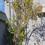 Satılır 3 otaqlı Həyət evi/villa, Hövsan qəs., Suraxanı rayonu 19