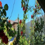 Kirayə (aylıq) 4 otaqlı Həyət evi/villa, Mərdəkan, Xəzər rayonu 15