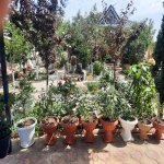 Kirayə (aylıq) 1 otaqlı Bağ evi, Bilgəh qəs., Sabunçu rayonu 16