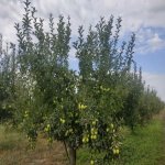 Satılır Torpaq Xaçmaz 3
