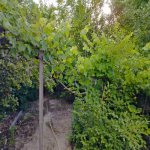 Satılır Torpaq, Koroğlu metrosu, Sabunçu qəs., Sabunçu rayonu 3