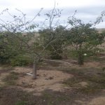 Satılır Torpaq, Məhəmmədli, Abşeron rayonu 2