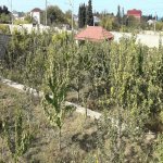 Satılır 5 otaqlı Bağ evi, Novxanı, Abşeron rayonu 22