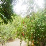 Satılır 8 otaqlı Həyət evi/villa, Dərnəgül metrosu, 7-ci mikrorayon, Binəqədi rayonu 6