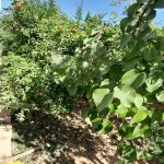Satılır 3 otaqlı Həyət evi/villa, Hövsan qəs., Suraxanı rayonu 6
