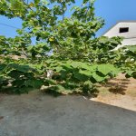 Продажа Объект, Туркян, Хязяр район 43