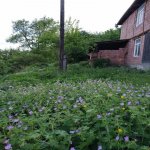 Satılır 4 otaqlı Bağ evi İsmayıllı 3