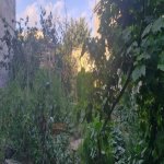 Satılır Torpaq, Saray, Abşeron rayonu 5
