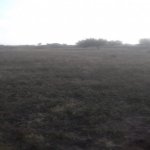 Satılır Torpaq, Maştağa qəs., Sabunçu rayonu 6