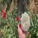 Satılır 14 otaqlı Həyət evi/villa, Mehdiabad, Abşeron rayonu 14