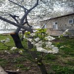 Satılır 4 otaqlı Bağ evi Mingəçevir 25