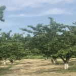 Satılır Torpaq Xaçmaz 3