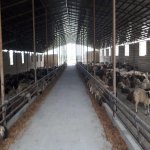 Kirayə (aylıq) Obyekt Xaçmaz 5