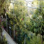 Kirayə (aylıq) 6 otaqlı Həyət evi/villa, Biləcəri qəs., Binəqədi rayonu 4
