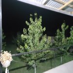 Kirayə (günlük) 3 otaqlı Həyət evi/villa Quba 3