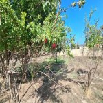 Satılır Torpaq, Novxanı, Abşeron rayonu 11