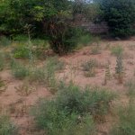 Satılır Torpaq, Pirallahı, Pirallahı rayonu 3