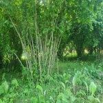 Продажа Участок Гябяля 4