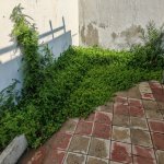 Kirayə (aylıq) 3 otaqlı Bağ evi, Mərdəkan, Xəzər rayonu 7